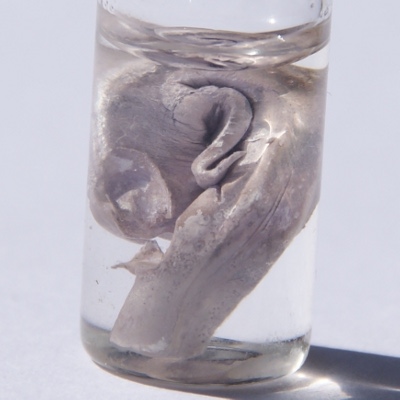 Photo of the element: Sodium (Na)